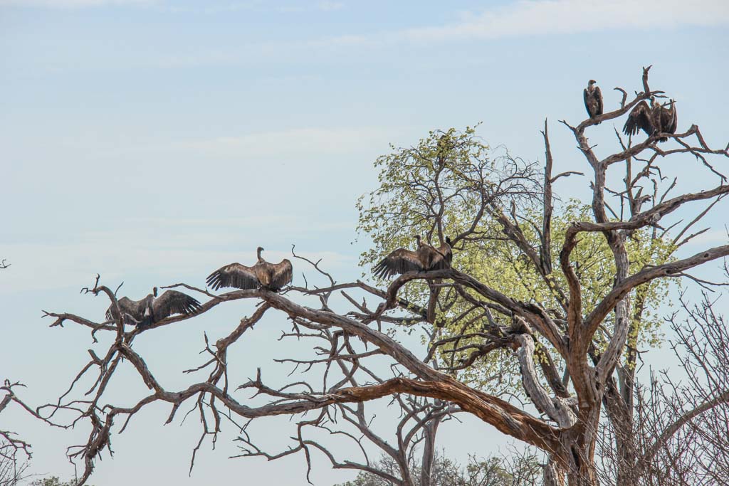 Vultures, Chobe National Park, Botswana