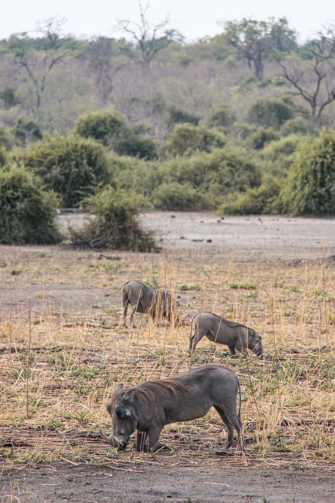 Warthogs, Warthogs Chobe, Chobe National Park, Botswana