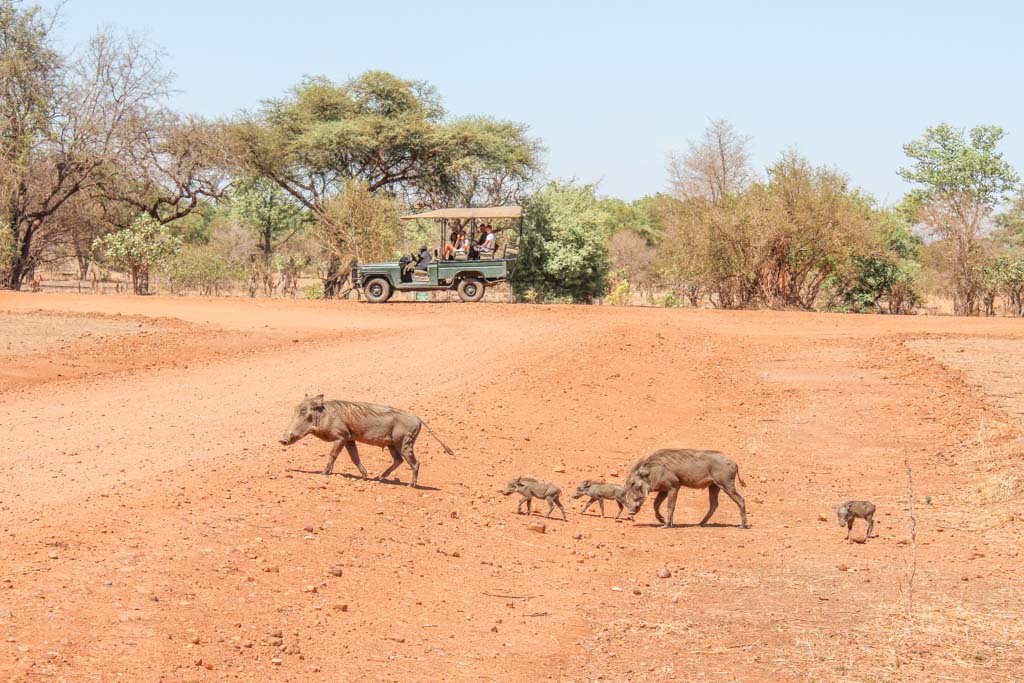 Warthogs, South Luangwa, South Luangwa National Park, Zambia, Africa