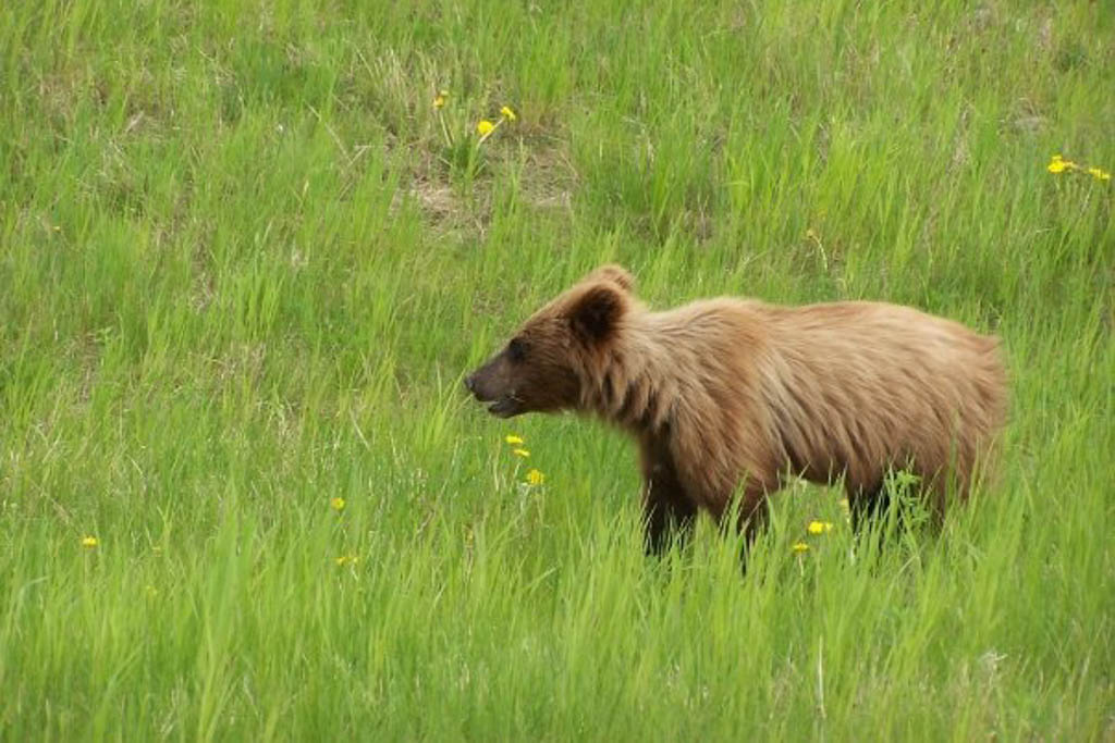 Bear Cub, Yukon Territory, Canada