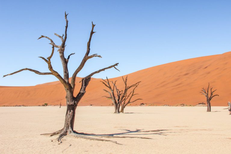 Camel thorne tree, Acacia, Acacia erioloba, Deadvlei, Sossusvlei, Namib-Naukluft National Park, Namibia
