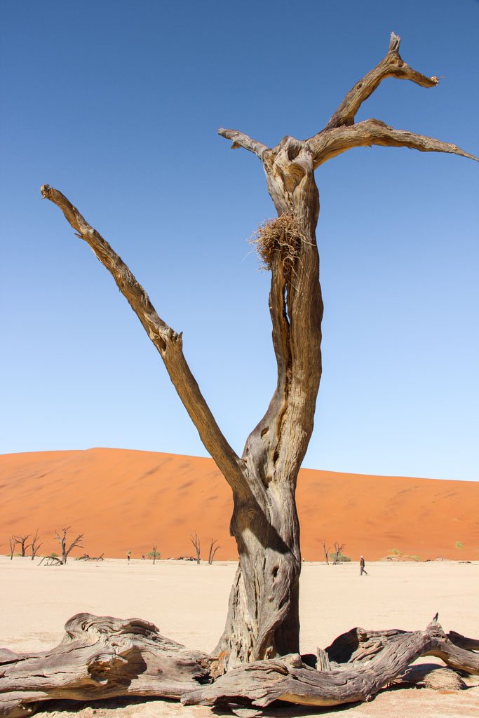 Camel thorne tree, Acacia, Acacia erioloba, Deadvlei, Sossusvlei, Namib-Naukluft National Park, Namibia