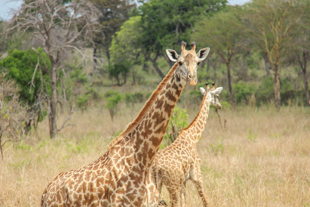 Giraffe, Mikumi National Park, Tanzania