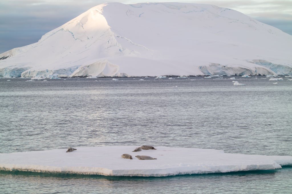Seals ice floe, Pleneau Island, Girard Bay, Lemaire Channel, Antarctica