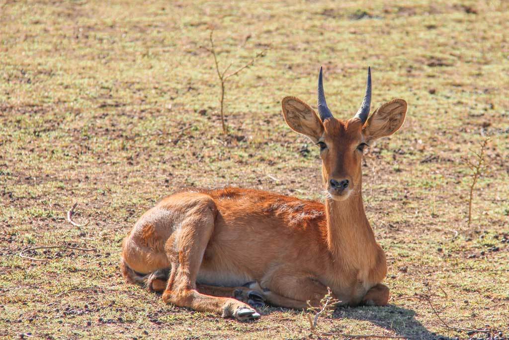 Puku, South Luangwa, South Luangwa National Park, Zambia, Africa