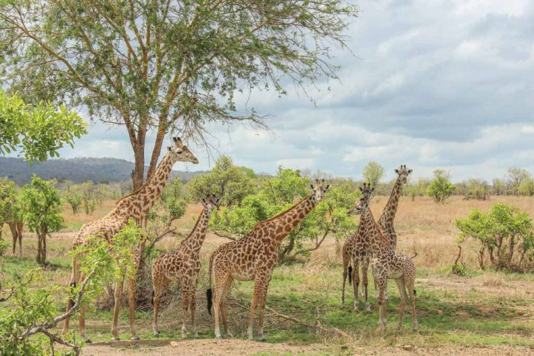 Giraffe, giraffes, tower, Tower of Giraffes, Mikumi National Park, Tanzania
