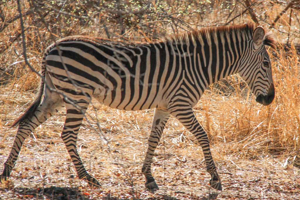 Zebra, South Luangwa, South Luangwa National Park, Zambia, Africa