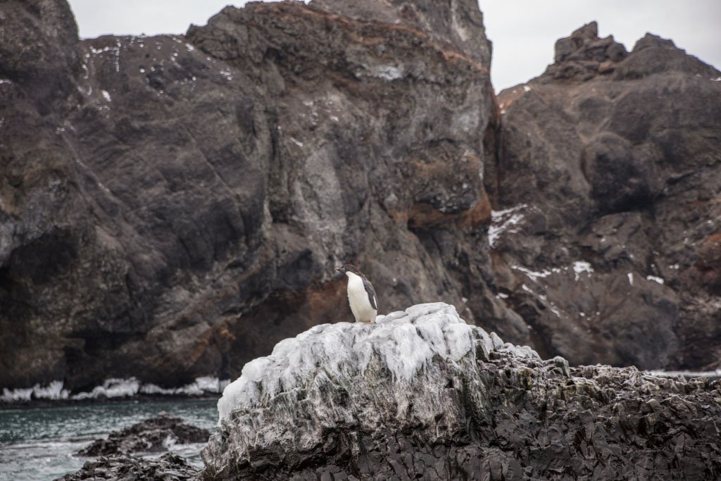 Adelie Penguin, McMurdo Sound, Antarctica, Franklin Island