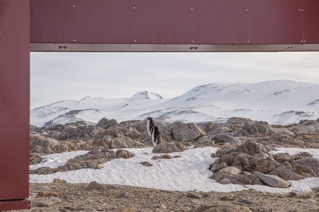 Gondwana Station, Terra Nova Bay, Antarctica, Adelie, Adelie penguins, penguins