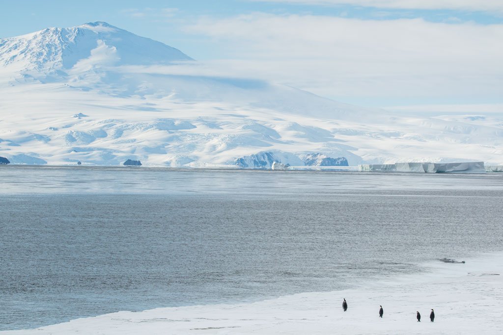 Emperor Penguins, Penguins, Mount Erebus, Ross Island, McMurdo Sound, Antarctica