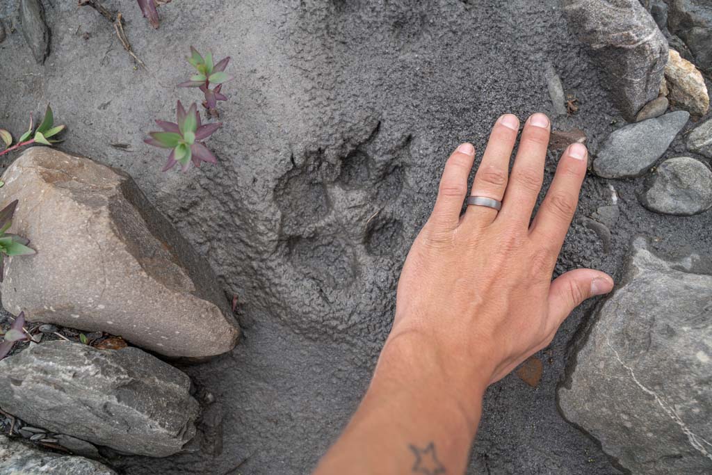 Wolf track, Gates of the Arctic, Alaska, wolf print, wold paw