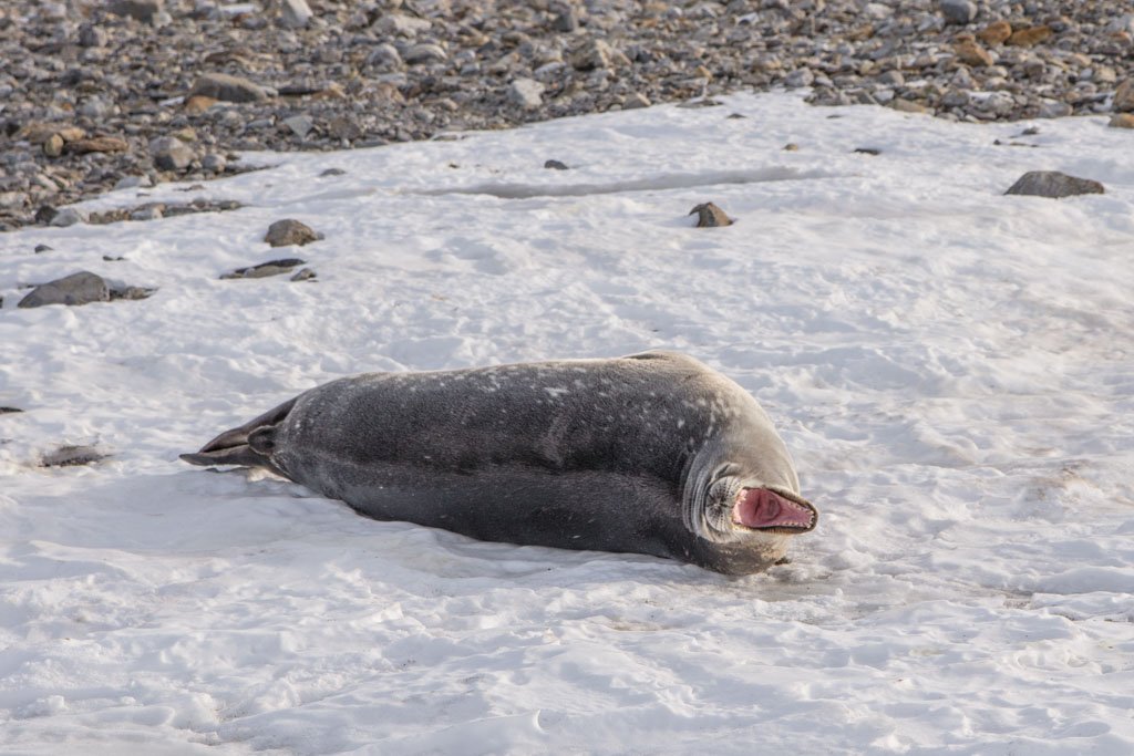 Weddell Seal, Gondwana Station, Terra Nova Bay, Antarctica, yawning seal, yawning weddell seal