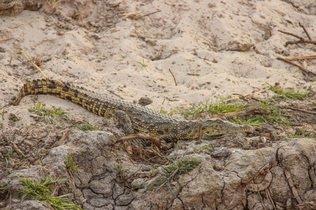 Crocodile, Okavango River, Mahango Game Reserve, Bwabwata National Park, Caprivi Strip, Namibia