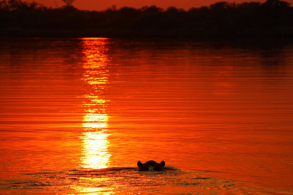 Hippopotamus, Okavango River, Mahango Game Reserve, Bwabwata National Park, Caprivi Strip, Namibia, Africa