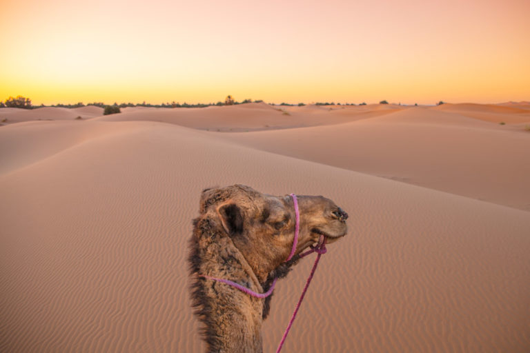 camel, sunset, Morocco, spend the night in the Sahara, camping Morocco, camp in Morocco, Sahara desert, desert, Merzouga, Erg Chebbi, campaign Africa