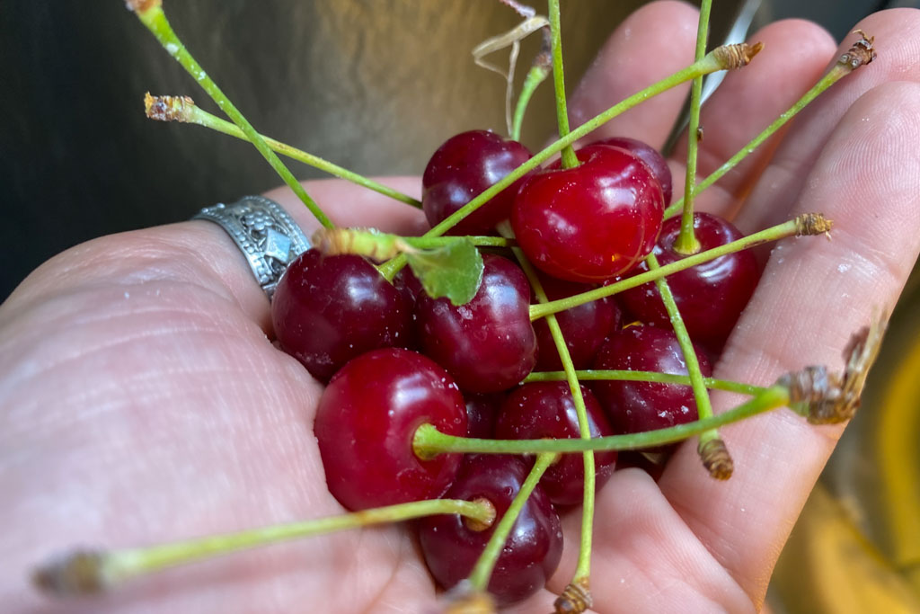 cherries, red cherries, istalif, afghanistan