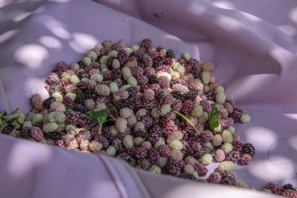 Mulberries Shahristan District, Daykundi, Afghanistan