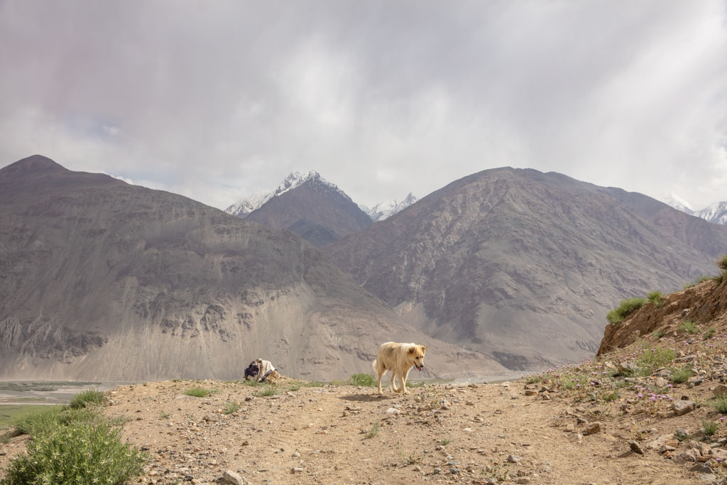 dog, dog tajikistan, dog wakhan, Zong, Wakhan Valley, Tajikistan-3