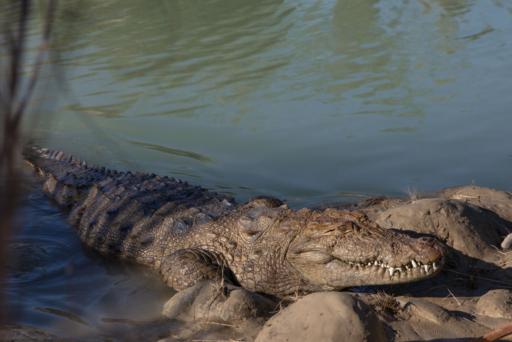 Gandou, Gandou Crocodile, Mugger crocodile,  Bahookalat, Sistan and Balochistan, Iran