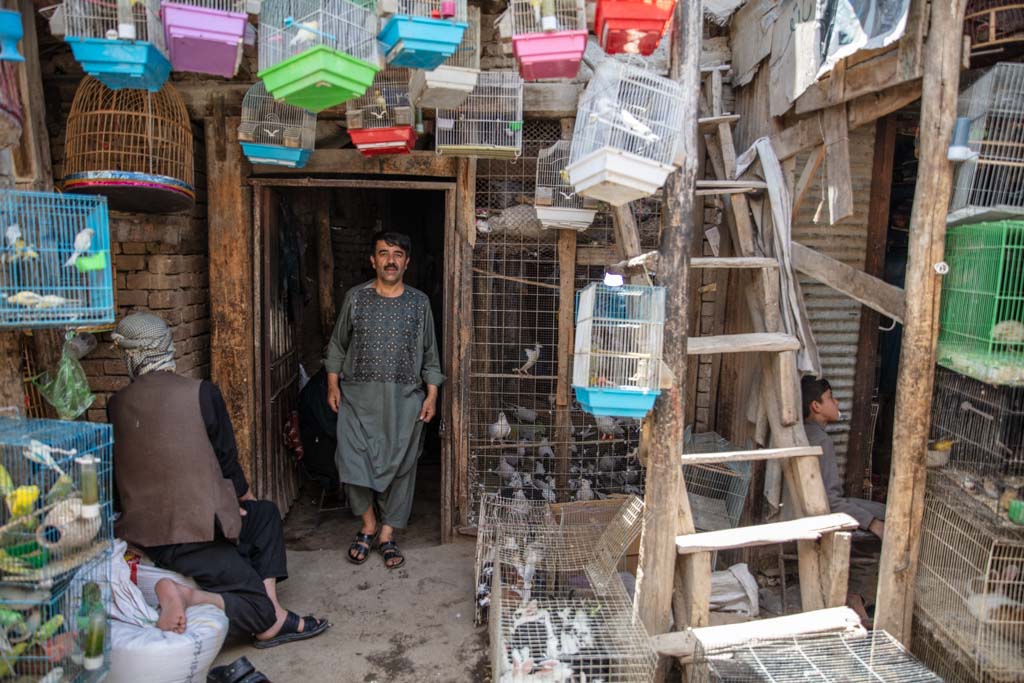 Ka Feroshi Bird Market, Kabul, Afghanistan
