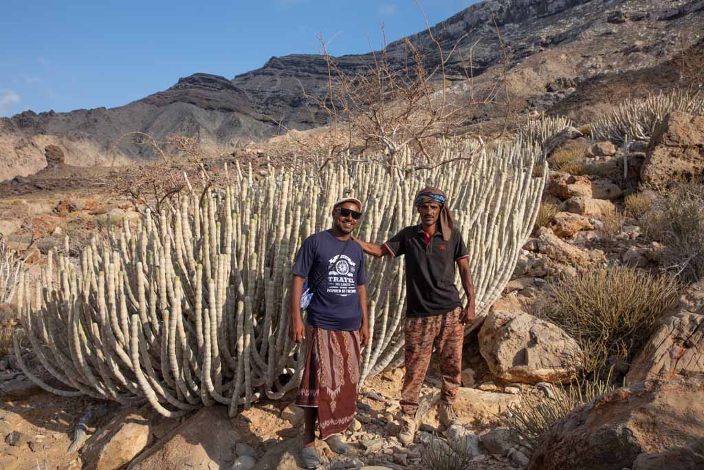 Euphorbia adbelkuri, Abd al Kuri, Socotra outer islands, Socotra Archipelago, Yemen