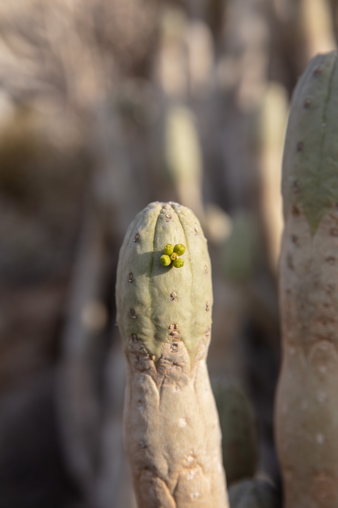 Euphorbia adbelkuri, Abd al Kuri, Socotra outer islands, Socotra Archipelago, Yemen