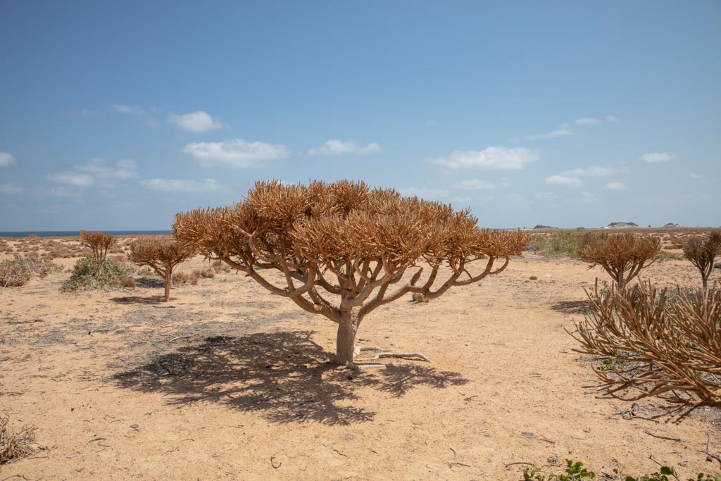 Euphorbia arbuscola, Abd al Kuri, Socotra outer islands, Socotra Archipelago, Yemen