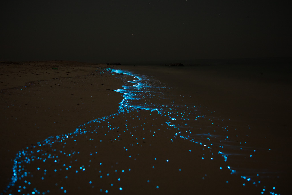 bioluminescence, bioluminescence on Abd al Kuri, Abd al Kuri, Socotra outer islands, Socotra Archipelago, Yemen-3