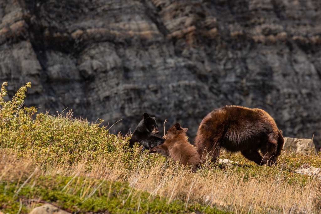 Bears, Glacier National Park, Montana, USA