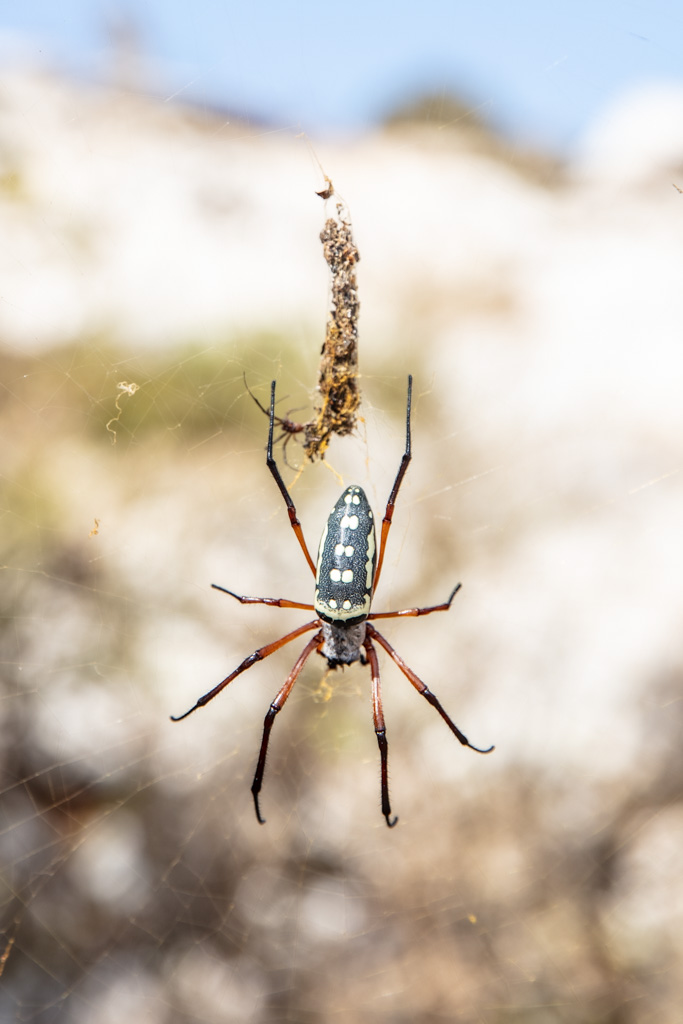 Nephila sumptuosa, banana spider, Dahaisi Cave, Socotra, Yemen