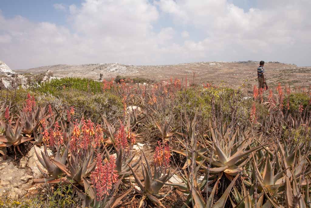 Aloe vera, Socotra aloe vera, Momi Plateau, Socotra, Yemen