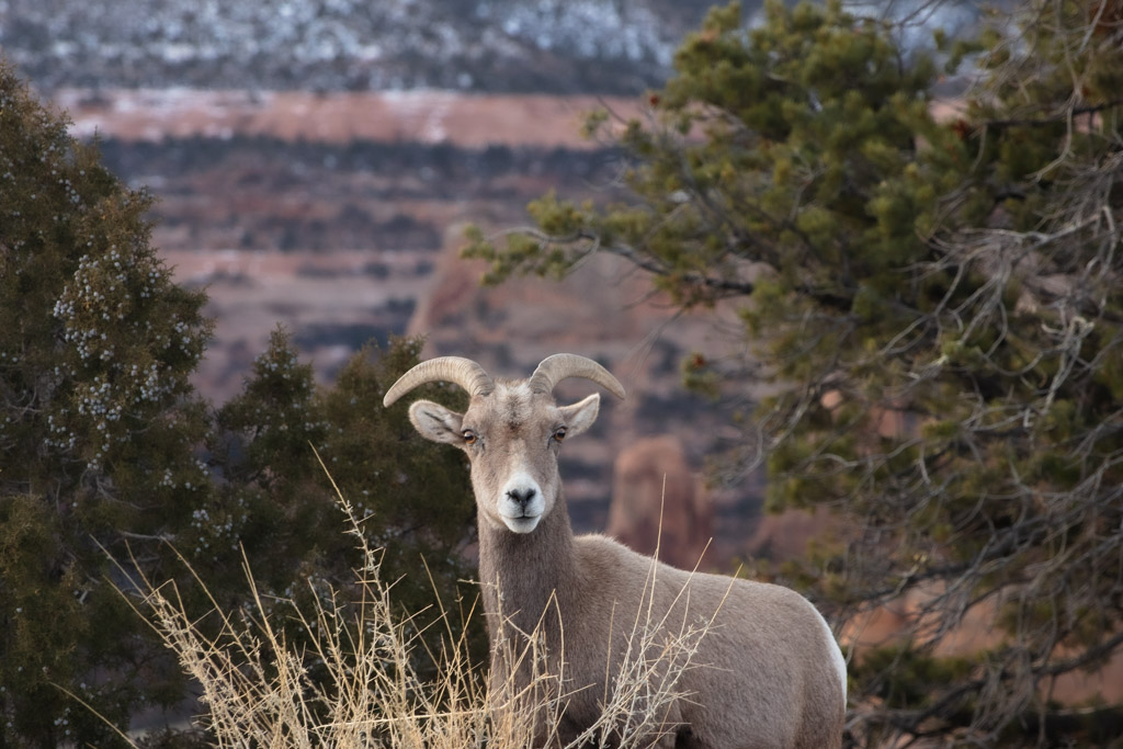 Desert Big Horn Sheep, Colorado National Monument, Grand Junction, Colorado