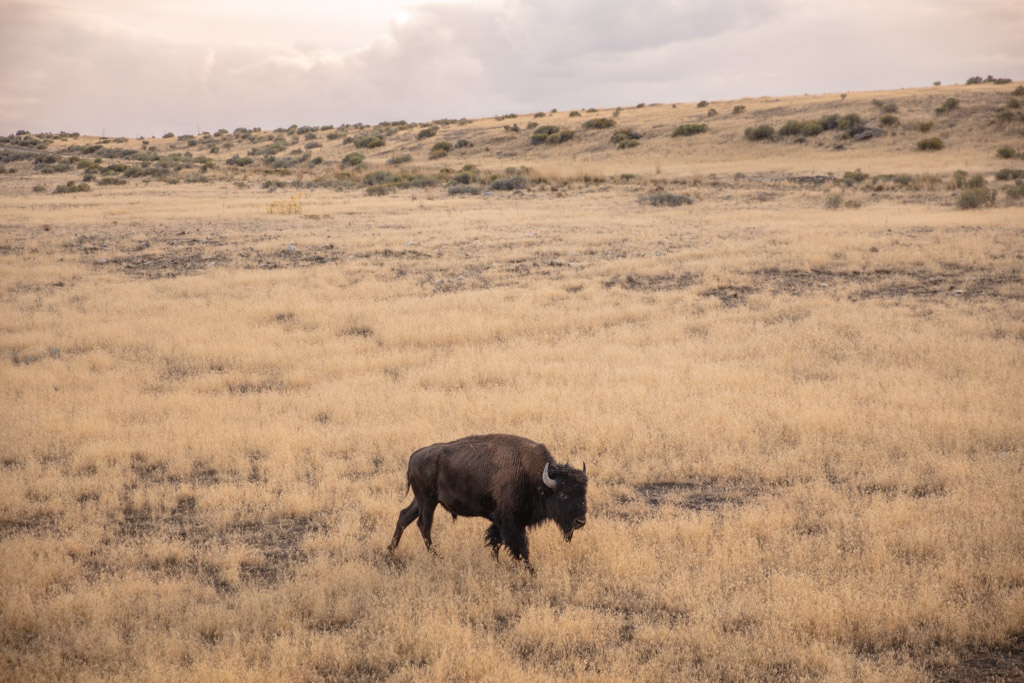Bison, buffalo, Antelope Island, Antelope Island State Park, Utah