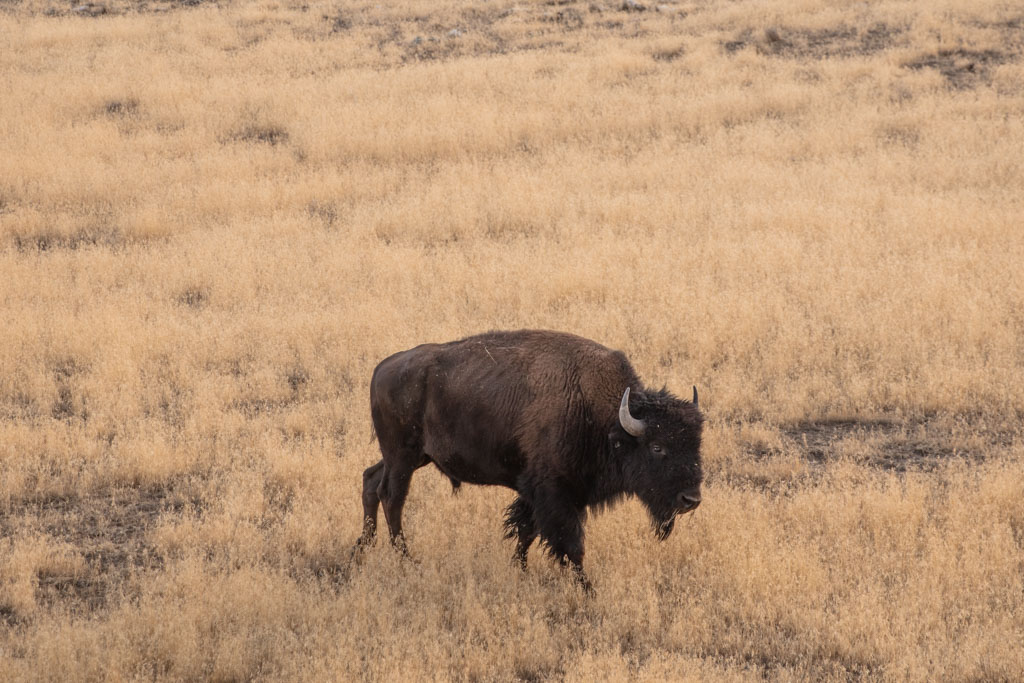 Bison, buffalo, Antelope Island, Antelope Island State Park, Utah
