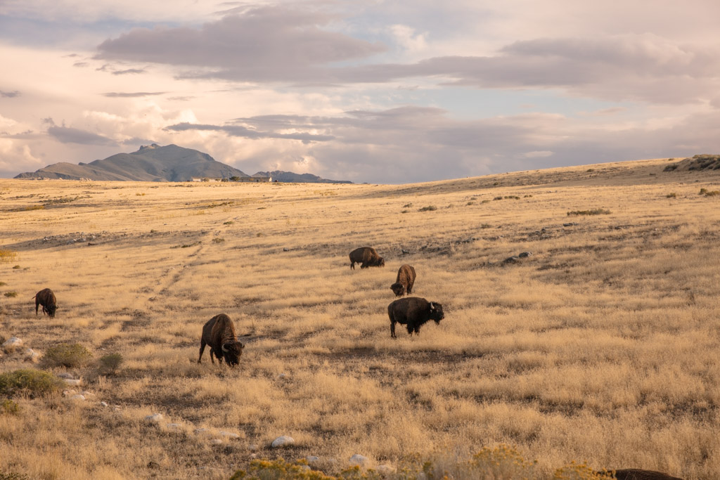 Bison, buffalo, Beacon Knob, Antelope Island, Antelope Island State Park, Utah
