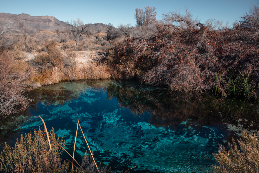 Crystal Springs, Ash Meadows National Wildlife Refuge, Amargosa Valley, Mojave Desert, Nevada