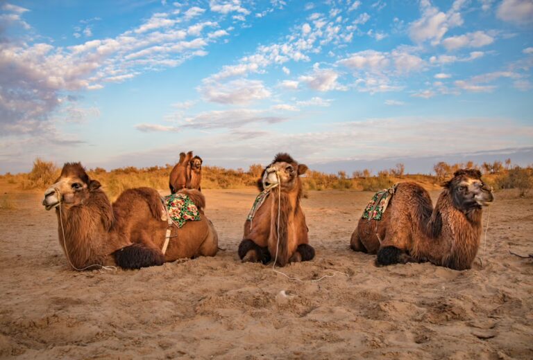 travel Karakalpakstan, Uzbekistan, Central Asia, bactrian camels, camels, camel, bactrian, bactrian camel, Aydarkul, Navoi, Adventures of Nicole
